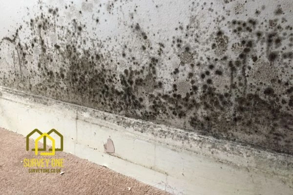 What’s the First Step to Take When You Notice Damp on a Party Wall Huddersfield?